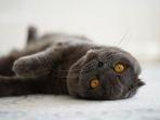 ilustrasi-kucing-scottish-fold.jpg