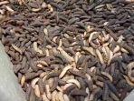 ilustrasi-maggot-212112.jpg
