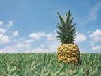 ilustrasi-nanas-458519.jpg
