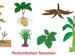 ilustrasi-pertumbuhan-tanaman-buku-tema-kelas-3.jpg