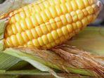jagung-termasuk-buah-atau-sayur-ini-manfaat-jagung-untuk-kesehatan.jpg