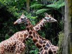 jerapah-di-taman-safari-bogor-jawa-barat-888.jpg