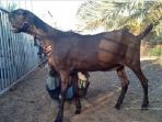 kambing-monster_20180815_140803.jpg
