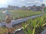 kebun-lidah-buaya-dan-pepaya-di-pontianak-utara-12.jpg