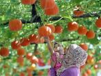 Asyiknya Berwisata Sambil Foto di Kebun Buah
