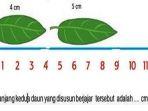 kelas-3-tema-2-subtema-3-menyayangi-tumbuhan.jpg
