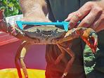Remaja di Brisbane Telepon Polisi, Dikira Perampok Ternyata Kepiting