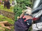 korban-meninggal-kecelakaan-ayani-2-232434.jpg