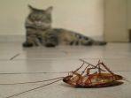 kucing-tak-sengaja-makan-kecoa-hati-hati-bisa-berakibat-fatal-simak-langkah-yang-harus-dilakukan.jpg