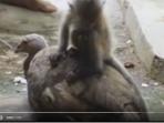 lutung-dan-ayam_20160831_174901.jpg