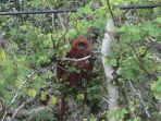 lutung-merah_20170813_225352.jpg