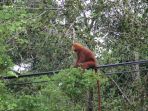 lutung-merah_20170813_235752.jpg