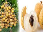 manfaat-buah-kelengkeng-kandungannya-kelengkeng-terbukti-mampu-menjaga-kekebalan-tubuh.jpg