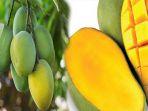 manfaat-buah-mangga-untuk-ibu-hamil-serta-janin-mencegah-kram-kaki-hingga-mencegah-bayi-cacat-lahir.jpg