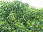 manfaat-dan-efek-daun-kratom-tanaman-asal-kalimantan-yang-disebut-bnn-mengandung-narkotika.jpg