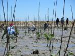 Khatulistiwa Motor Bebek Club Tanam 9.000 Mangrove