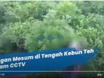 mesum-di-kebun-teh.jpg