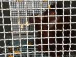 orangutan-kalimantan_20151012_105249.jpg