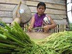 Persatuan Peladang Tradisional Kalbar Terbitkan Maklumat Bela Peladang