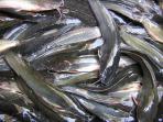pelatihan-buat-ikan-lele.jpg