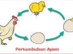 pertumbuhan-hewan-materi-belajar-kelas-3.jpg