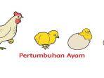 pertumbuhan-hewan-pada-buku-tematik-kelas-3-tema-1-subtema-3.jpg
