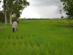 petani-saat-menyiangi-rumput-di-sawah.jpg