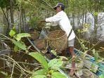 proses-panen-daun-kratom-di-desa-jongkong-kiri-hulu.jpg