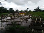 proses-pemakaman_20161229_144807.jpg