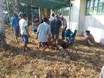 proses-penyembelihan-hewan-kurban-di-masjid-darul-hikmah-kelurahan-banjar-ketapang.jpg