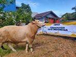 Lazismu Kalbar Distribusikan Sapi Kurban 350 Kg ke Pangkalan Buton Sukadana