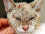 scabies_20170927_103353.jpg
