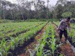 sebangki-jagung-tanaman.jpg