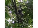 seekor-lutung-terjerat-tali-di-sebuah-pohon-di-kawasan-wisata-pantai-pulau-datok.jpg