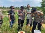 tanaman-jagung-di-lahan-milik-234wedf.jpg