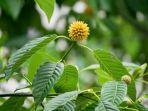 tanaman-kratom-mitragyna-speciosa-korth.jpg
