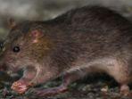 tikus-menjadi-hama-yang-cukup-meresahkan.jpg