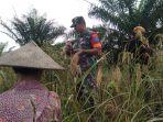 tni-beri-pendampinganpannenpadi.jpg