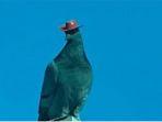 viral-burung-merpati-misterius-bertopi-koboi-berkeliaran-di-las-vegas-mendadak-bikin-heboh.jpg
