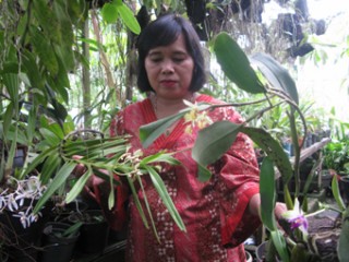 Masuk Hutan Buru Anggrek