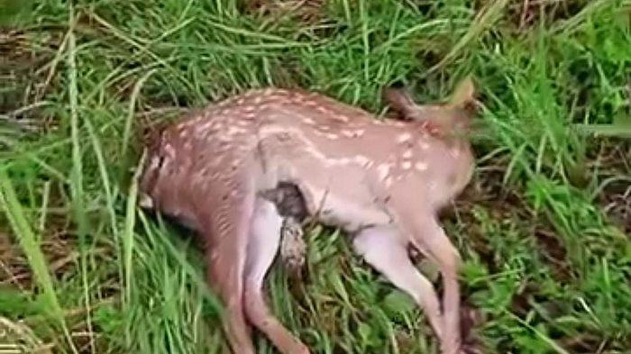 Susi Pudjiastuti Curhat, Rusa-rusa Peliharaannya di Pangandaran Mati Mendadak