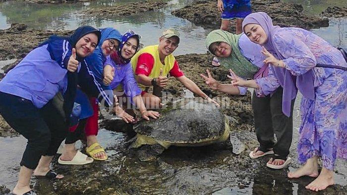 Cerita Ibu-ibu dari Garut Evakuasi Penyu Hijau yang Terdampar di Sindangkerta Tasikmalaya
