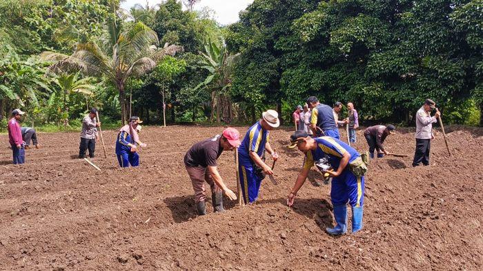 Kolaborasi Pemdes dan Polisi, Petani Muda di Sindangwangi Pangandaran Tanam Jagung