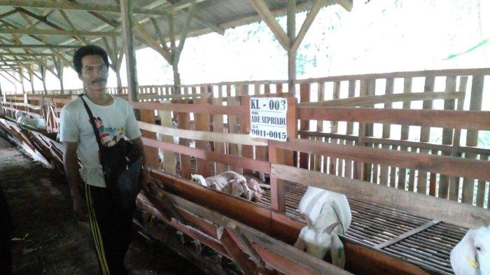 SYARAT SAH KURBAN - Syarat Kurban dengan Kambing. (foto: Peternak kambing perah di Kabupaten Ciamis)