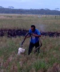 Pria di Pangandaran Tangkap Ular Kobra Beringas dengan Tangan Kosong