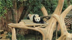 1Detik-detik-Bersejarah-Taman-Safari-Indonesia-Jalankan-Inseminasi-Panda-Raksasa.jpg