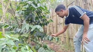 Adam-Petani-Kopi-Garut.jpg