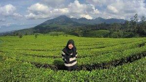 Kebun-Teh-Sukawana-Lembang.jpg
