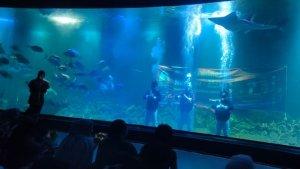 PENAMPILAN-KUNGFU-SHOW-di-Aquarium-Indonesia-Pangandran-1.jpg