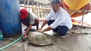 Penyu-Hijau-Memprihatinkan.jpg